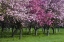 Picture of CANADA, ONTARIO, OTTAWA GROVE OF CHERRY TREES