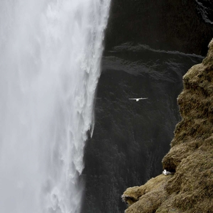 Picture of ICELAND SEAGULL FLIES PAST SKOGAFOSS WATERFALL