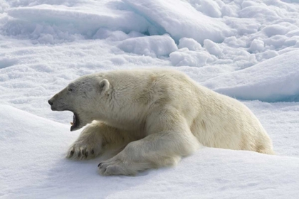 Picture of NORWAY, SVALBARD YAWNING POLAR BEAR ON SEA ICE