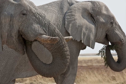 Picture of TWO ELEPHANTS EATING PLANTS, ETOSHA NP, NAMIBIA