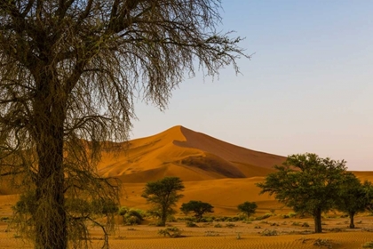Picture of NAMIBIA, NAMIB-NAUKLUFT NP TREES AND SAND DUNE