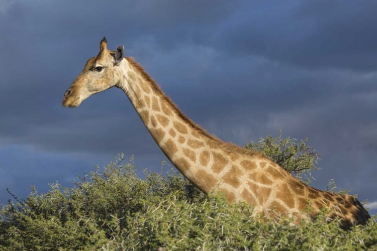 Picture of NAMIBIA, ETOSHA NP GIRAFFE IN CAMEL THORN TREE