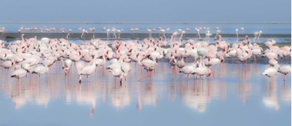 Picture of NAMIBIA, WALVIS BAY GROUP OF GREATER FLAMINGOS