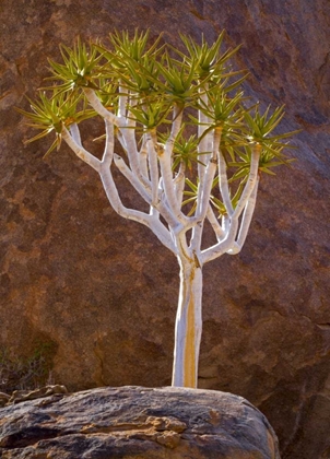Picture of SOUTH RICHTERSVELD NP QUIVER TREE AND BOULDERS