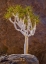 Picture of SOUTH RICHTERSVELD NP QUIVER TREE AND BOULDERS
