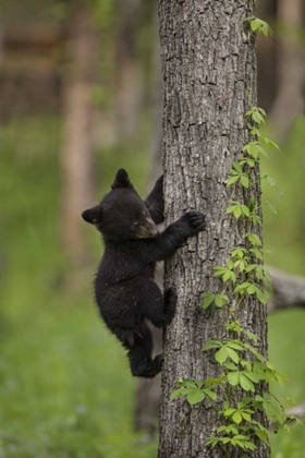 Picture of USA, TENNESSEE BLACK BEAR CUB CLIMBING TREE