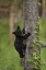 Picture of USA, TENNESSEE BLACK BEAR CUB CLIMBING TREE