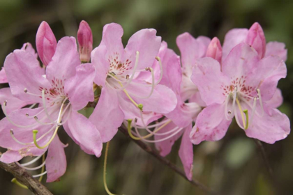 Picture of NORTH CAROLINA CATAWBA RHODODENDRON FLOWERS