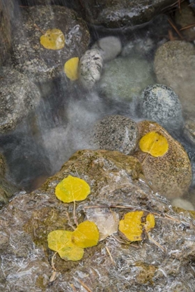 Picture of COLORADO, PIKE NF ASPEN LEAVES ON ICY ROCKS