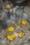 Picture of COLORADO, PIKE NF ASPEN LEAVES ON ICY ROCKS