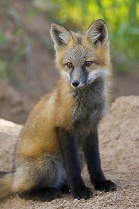 Picture of COLORADO, PIKE NF RED FOX KIT NEAR DEN SITE