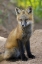 Picture of COLORADO, PIKE NF RED FOX KIT NEAR DEN SITE