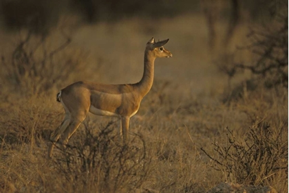 Picture of KENYA, SAMBURU NP MALE GERENUK STANDS ALERT