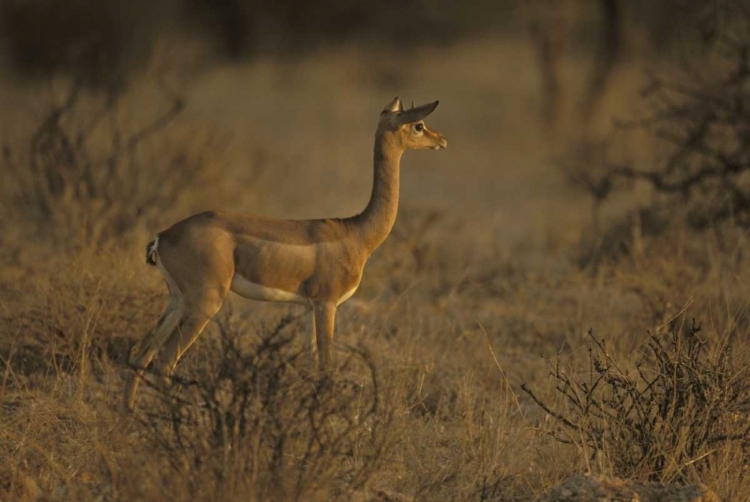 Picture of KENYA, SAMBURU NP MALE GERENUK STANDS ALERT