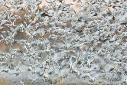 Picture of NEW MEXICO SNOW GEESE BLAST OFF FROM A POND