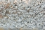 Picture of NEW MEXICO SNOW GEESE BLAST OFF FROM A POND