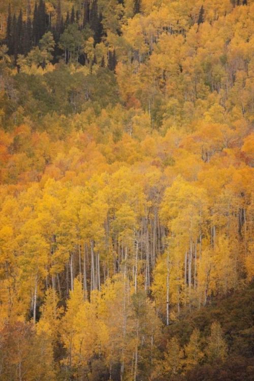 Picture of CO, GUNNISON NF ASPEN FOREST AT PEAK AUTUMN