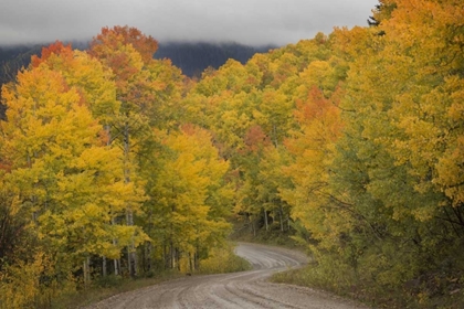 Picture of CO, SAN JUAN NF AUTUMN ASPEN TREES AND ROAD