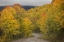 Picture of CO, SAN JUAN NF AUTUMN ASPEN TREES AND ROAD
