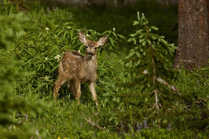 Picture of CO, WHITE RIVER NF MULE DEER FAWN IN FOREST