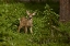 Picture of CO, WHITE RIVER NF MULE DEER FAWN IN FOREST