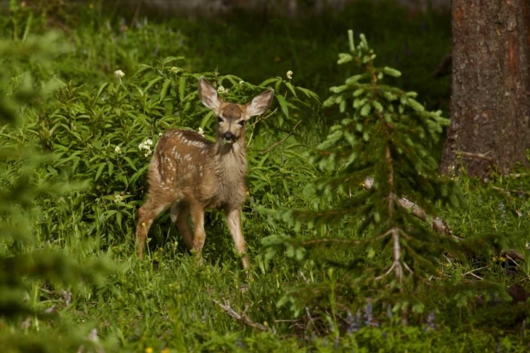 Picture of CO, WHITE RIVER NF MULE DEER FAWN IN FOREST