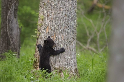 Picture of TN, GREAT SMOKY MTS BLACK BEAR CUB CLIMBING