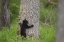 Picture of TN, GREAT SMOKY MTS BLACK BEAR CUB CLIMBING