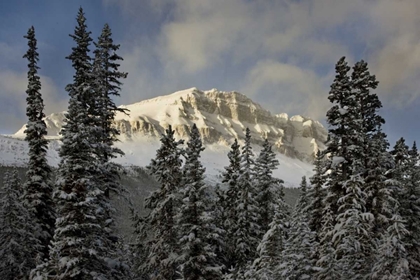 Picture of CANADA, BANFF NP BOW PEAK AFTER A SNOWSTORM