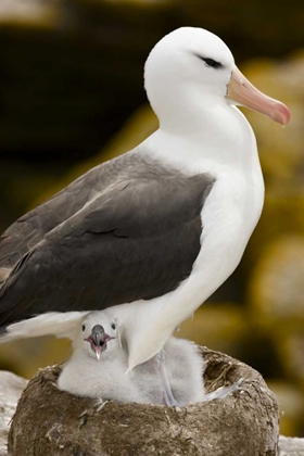 Picture of NEW ISLAND BLACK-BROWED ALBATROSS AND CHICK