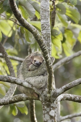 Picture of COSTA RICA THREE-TOED SLOTH RESTS IN A TREE