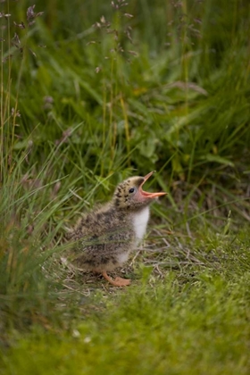 Picture of ICELAND, SNAEFELLSNES A NEWBORN ARCTIC TERN