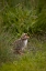 Picture of ICELAND, SNAEFELLSNES A NEWBORN ARCTIC TERN