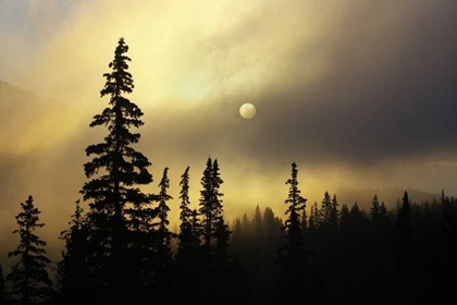 Picture of CO, SAN ISABEL NF SUNRISE SILHOUETTES TREES