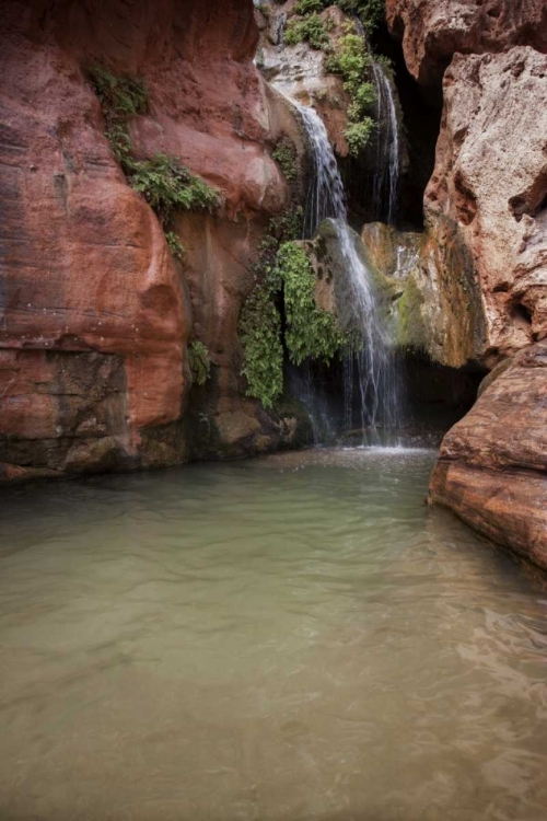 Picture of ARIZONA, GRAND CANYON NP VIEW OF ELVES CHASM