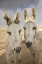 Picture of COLORADO, SOUTH PARK CLOSE-UP OF WILD BURROS