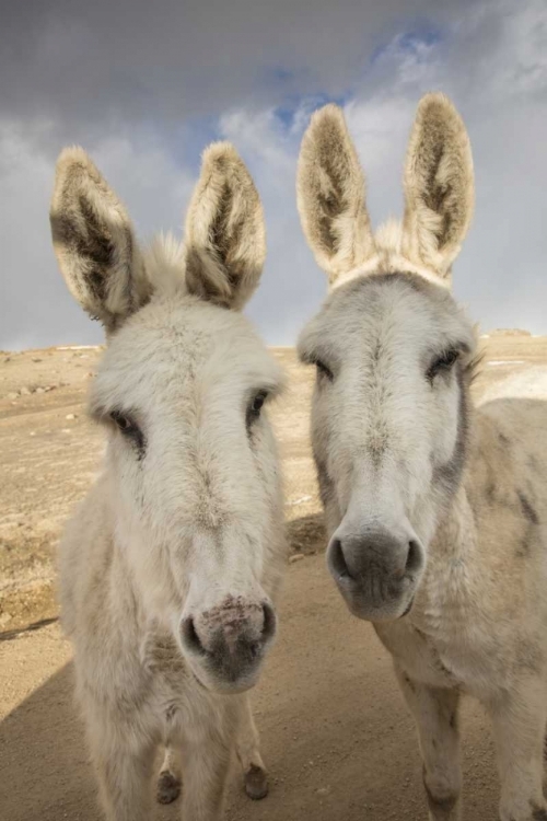 Picture of COLORADO, SOUTH PARK CLOSE-UP OF WILD BURROS