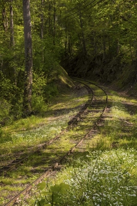 Picture of NORTH CAROLINA OVERGROWN ABANDONED RAIL LINE