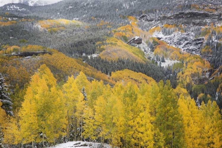 Picture of COLORADO, SAN JUAN MOUNTAINS AUTUMN SNOWFALL