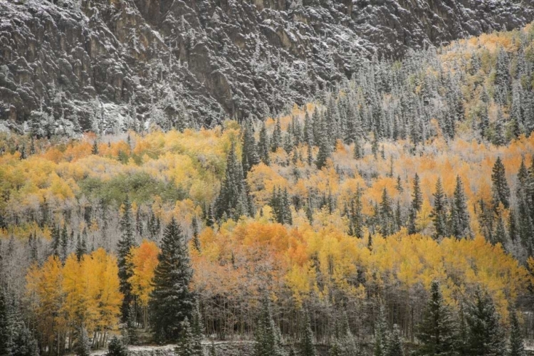 Picture of COLORADO, SAN JUAN MOUNTAINS AUTUMN SNOWFALL