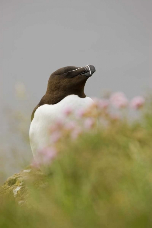 Picture of ICELAND, LATRABJARG RAZORBILL BEHIND FLOWERS