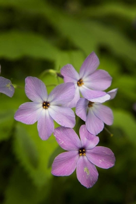 Picture of TENNESSEE, GREAT SMOKY MTS BLUE PHLOX FLOWER