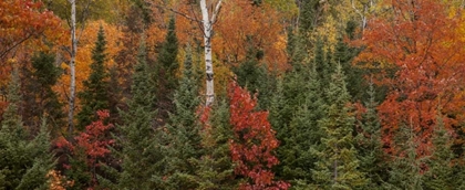 Picture of MICHIGAN EVERGREENS AND RED MAPLES IN AUTUMN