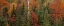 Picture of MICHIGAN EVERGREENS AND RED MAPLES IN AUTUMN
