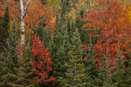 Picture of MICHIGAN EVERGREENS AND RED MAPLES IN AUTUMN
