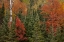 Picture of MICHIGAN EVERGREENS AND RED MAPLES IN AUTUMN