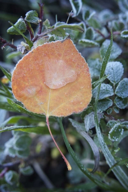 Picture of CO, UNCOMPAHGRE NF FROZEN RAINDROPS ON ASPEN