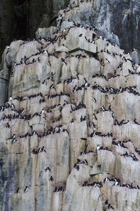 Picture of NORWAY, SVALBARD ALKEFJELLET CLIFF BIRD COLONY