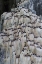 Picture of NORWAY, SVALBARD ALKEFJELLET CLIFF BIRD COLONY
