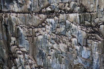 Picture of NORWAY, SVALBARD ALKEFJELLET CLIFF BIRD COLONY